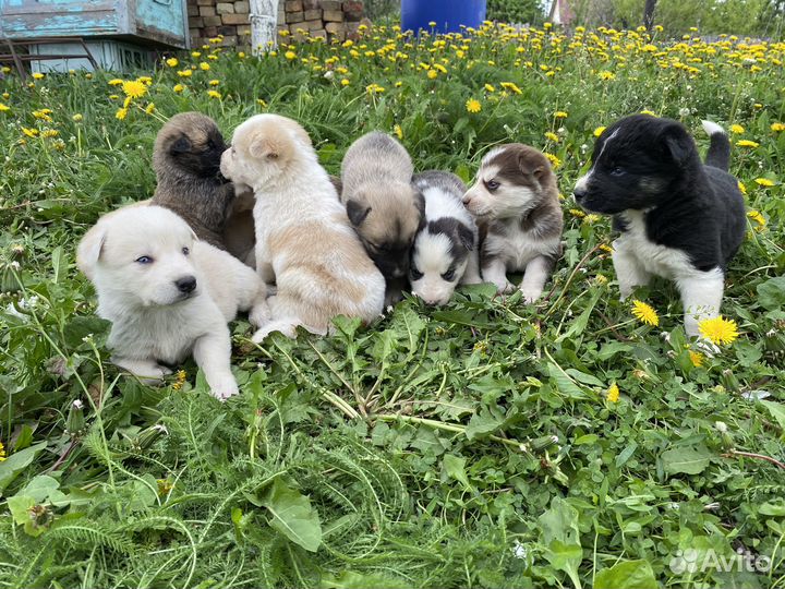 Щенки хаски