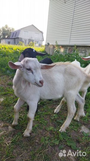 Козлята