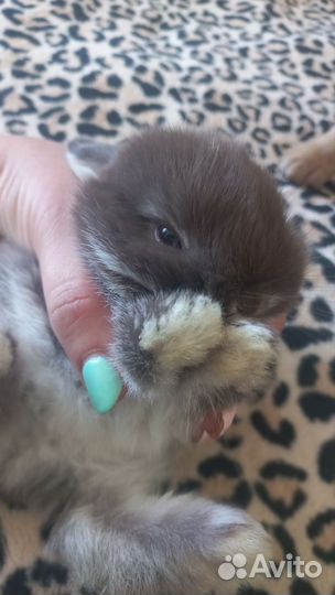 Декоративные кролики вислоухие мини