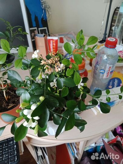 Мурайя одного года, двух,трех летн