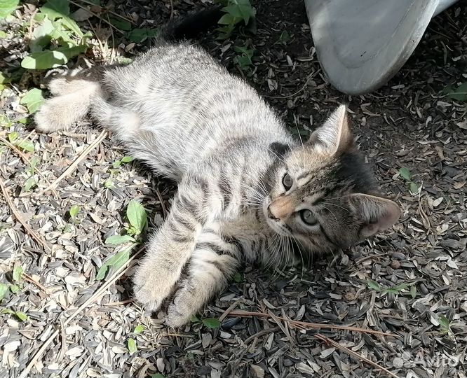 Кошечки бесплатно