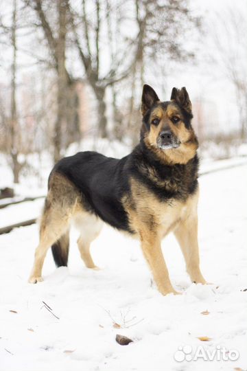 Овчарка в добрые руки