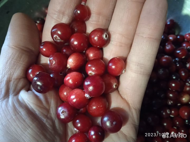 В продаже клюква