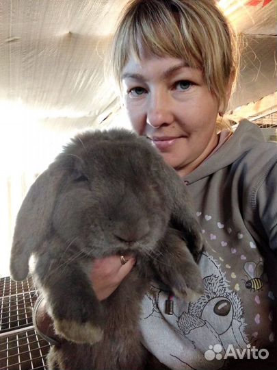 Кролики: нзк, калифорния, фландеры, строкачи, бара