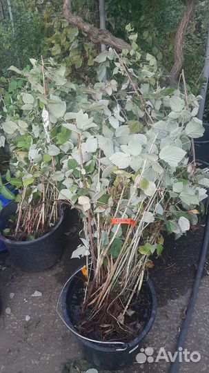 Саженцы летней и ремонтантной малины