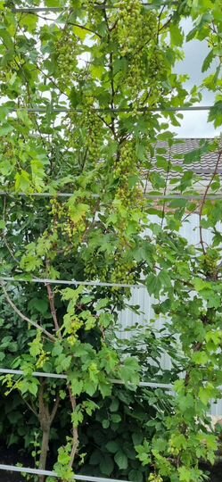 Дом 122 м² на участке 6 сот.