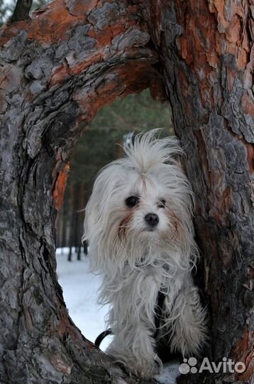 Щенки мальтезер