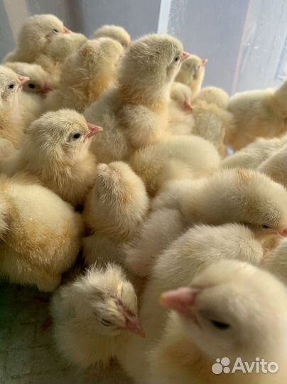 Цыплята бройлеры, индюшата хайбрид конвертер