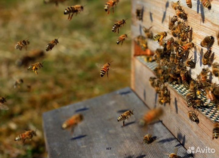 2024 Мед натуральный из Алтая оптом