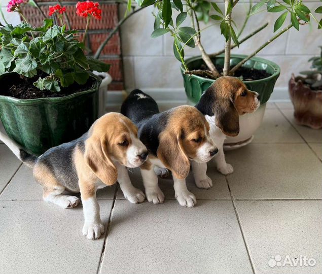 Бигль,щенки