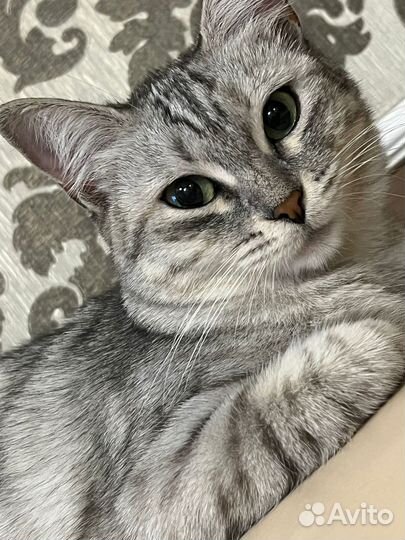 Серебристая шиншилла кошка