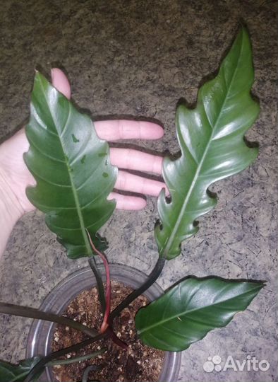 Филодендрон карамель марбл