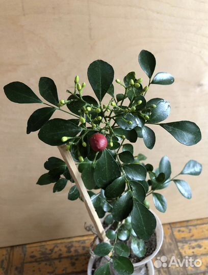 Муррайя цветущая