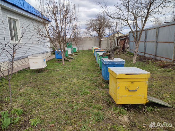 Улей с пчелами