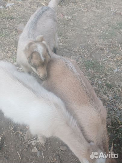 Козлята Ламанчи