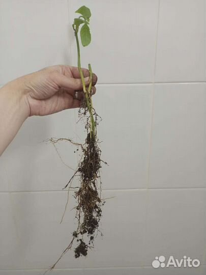 Белопероне цветущая 100