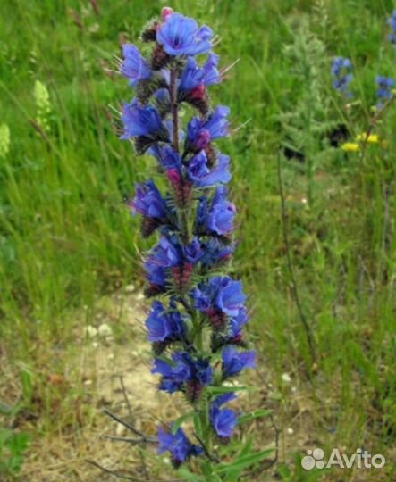 Семена фацелии пижмолистной, синяка обыкновенног