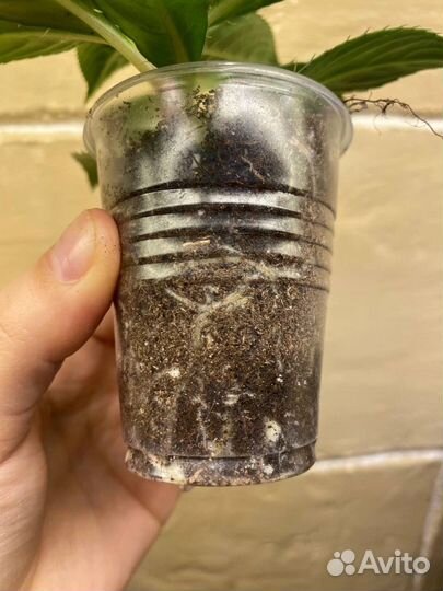 Бальзамин новогвинейский