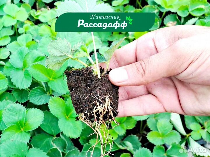 Рассада клубники. Опт от 64 шт