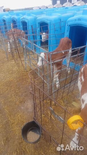 Австрийский сименталы