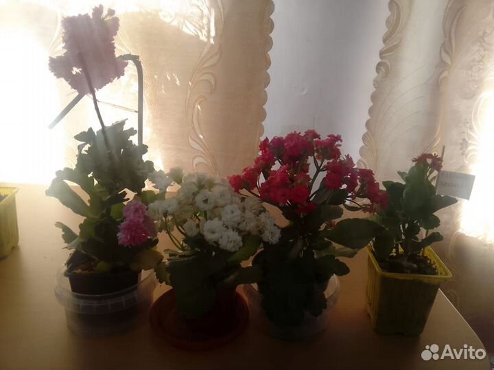 Комнатные растения