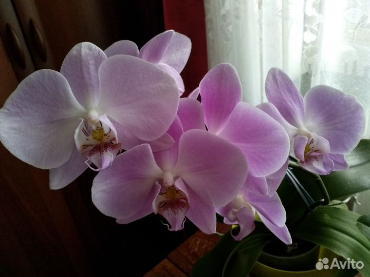 Кора пласт, сфагнум для интерьера