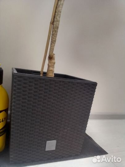 Драцена душистая. 