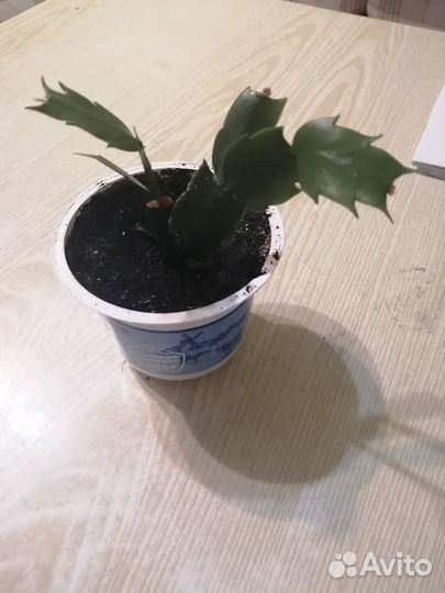 Продаю декабрист