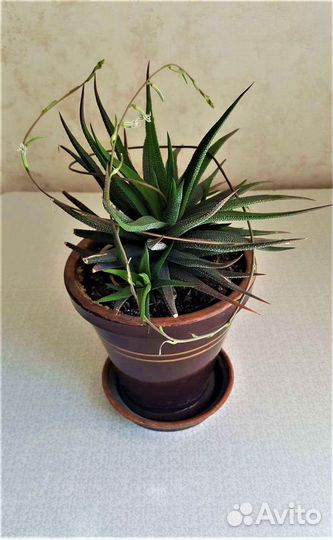 Хавортия Аттенуата взрослое растение