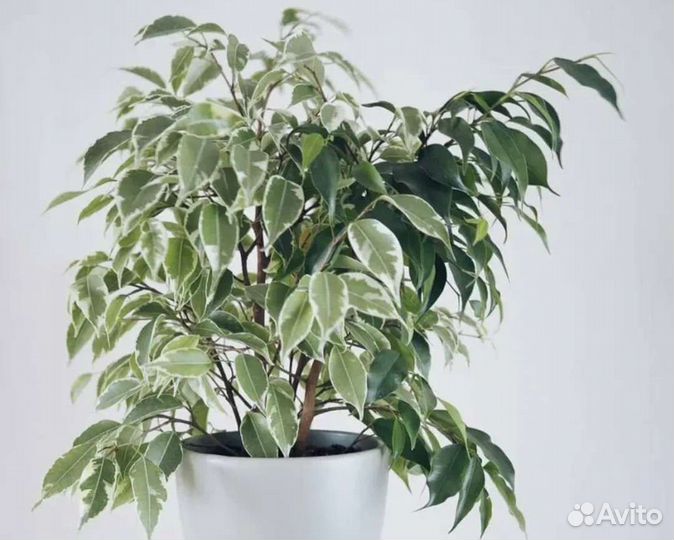 Фикус бенжамина