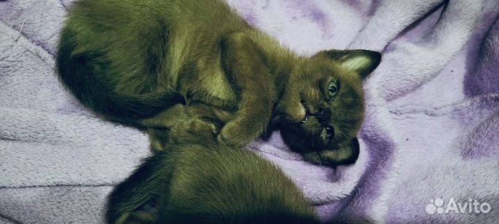 Бурманские котята