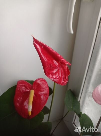 Антуриум Dakota старая