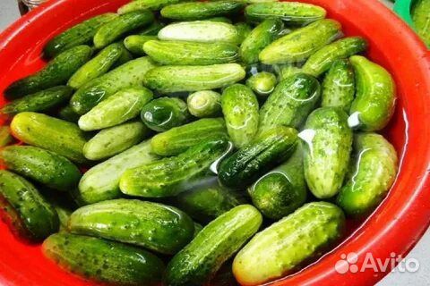 Огурцы свежие