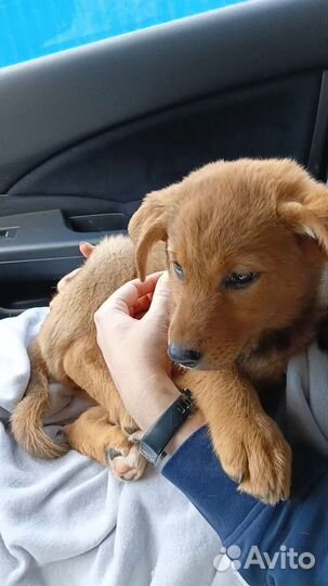 Вот такая плюшка ищет дом, девочка