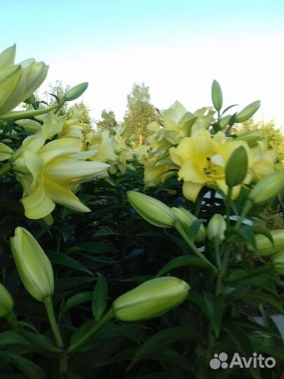 Лилии, флоксы, луковицы Нарциссов оптом