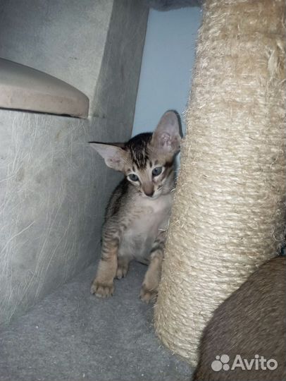 Ориентальные котята