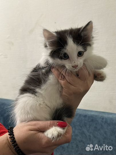 Кошка в дар