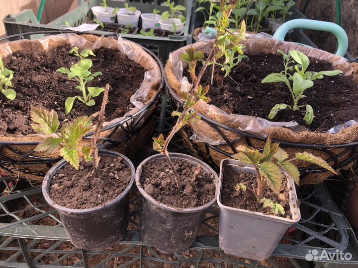 Саженцы ремонтантной малины