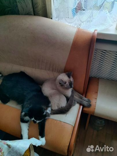 Отдадим сиамскую кошечку в добрые руки