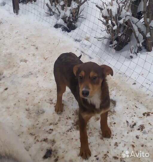 Собака в добрые руки