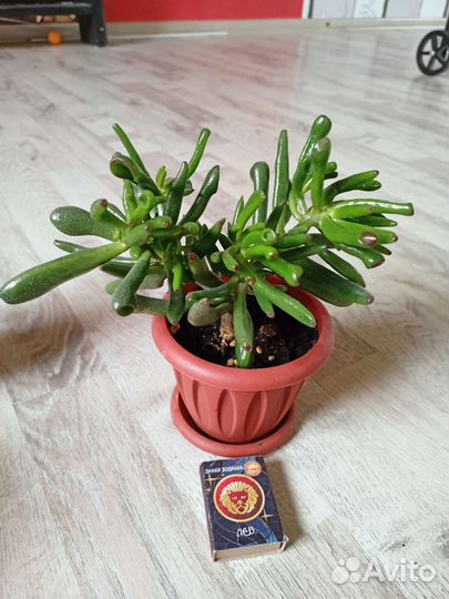 Крассула хоббит