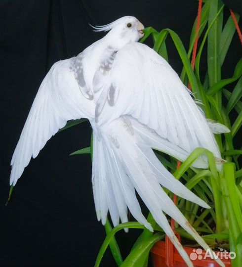 Птенцы попугая корелла и выкормыши