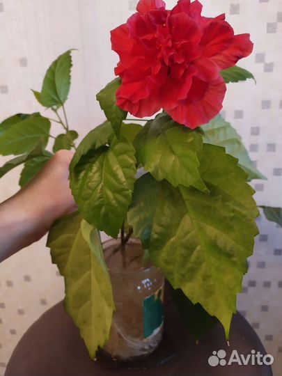 Гибискус (китайская роза)