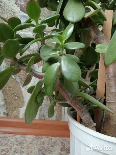 Толстянка денежное дерево