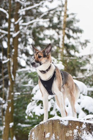 Собака-компаньон для хорошего человека
