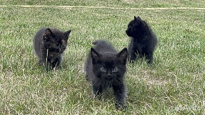 Котята бесплатно