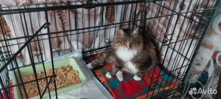 Передержка кошек,котят,выкорм,карантин ул.котят