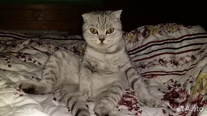 Шотландская вислоухая кошечка в добрые руки