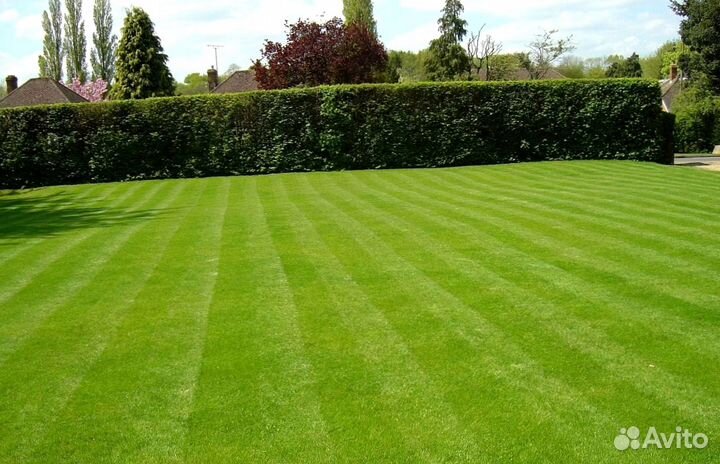 Газон под ключ. Озеленение участка