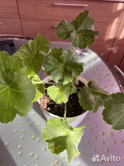 Сортовая пеларгония сим Диадема